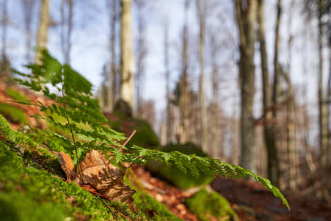 Gemeinde Sankt_Oswald-Riedlhütte Landkreis Freyung-Grafenau Großer Rachel Detail Wanderweg (Dirschl Johann) Deutschland FRG